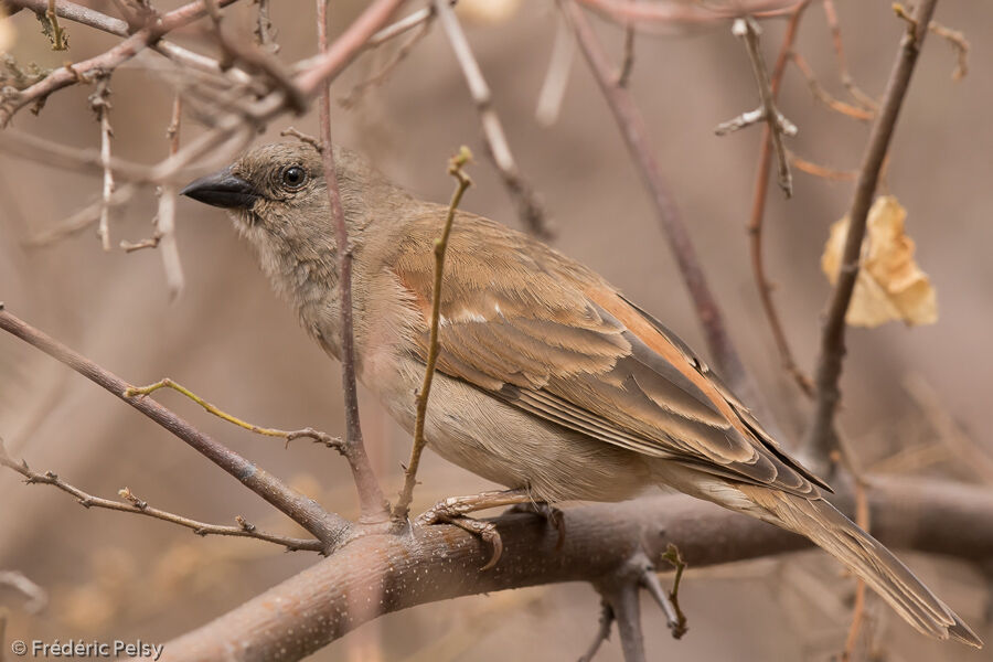 Moineau sud-africain