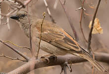 Moineau sud-africain