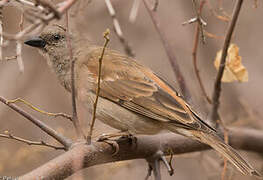 Southern Grey-headed Sparrow