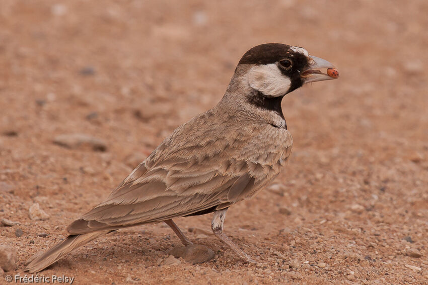 Moinelette à front blanc mâle, mange