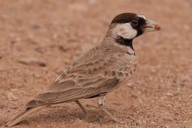 Black-crowned Sparrow-Lark