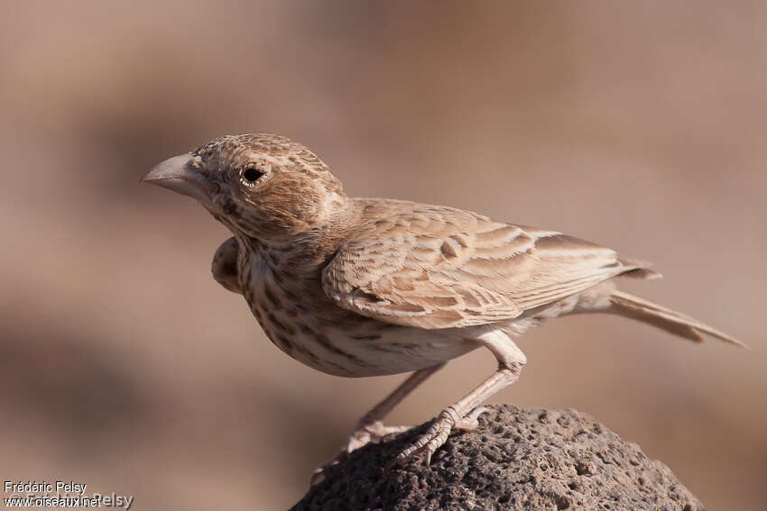 Black-crowned Sparrow-Lark female adult, identification