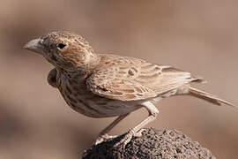 Black-crowned Sparrow-Lark