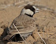 Black-crowned Sparrow-Lark