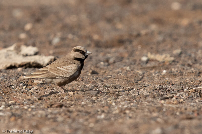 Ashy-crowned Sparrow-Lark male