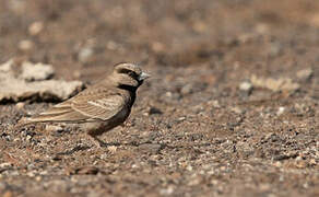 Ashy-crowned Sparrow-Lark