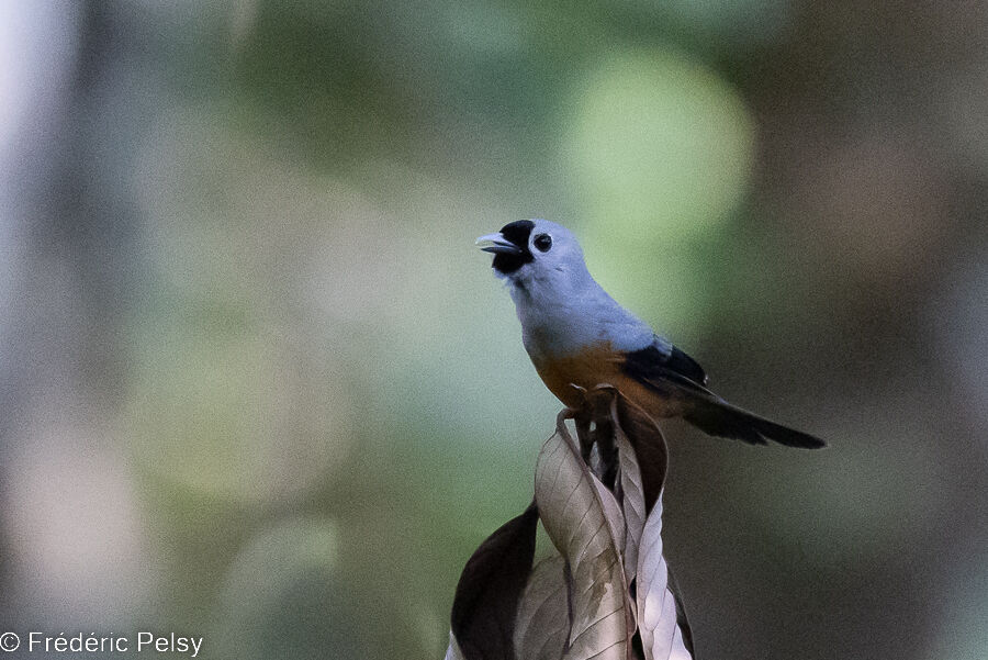 Black-winged Monarch