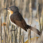 Monarque à bec large