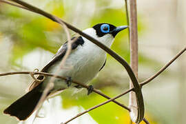 Frilled Monarch