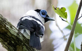 Frilled Monarch