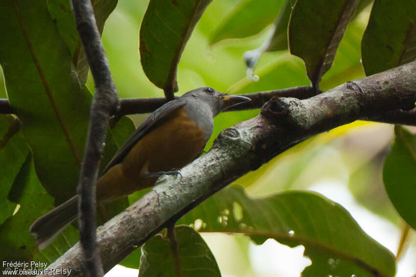 Black-faced Monarchjuvenile, identification