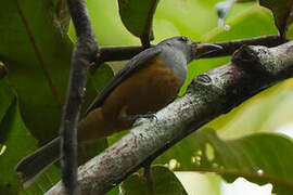 Black-faced Monarch