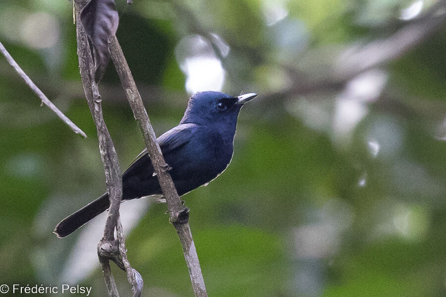 Biak Black Flycatcher male