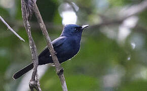 Biak Black Flycatcher