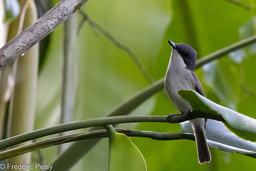 Biak Black Flycatcher female