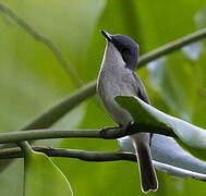 Biak Black Flycatcher