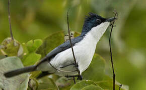 Moluccan Flycatcher