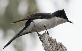 Restless Flycatcher