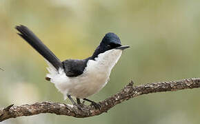 Restless Flycatcher