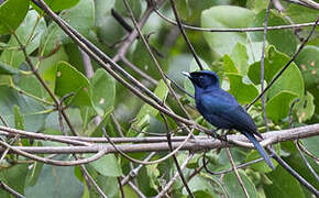 Shining Flycatcher