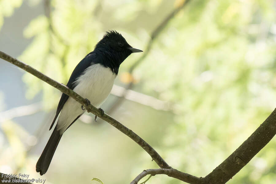 Satin Flycatcher male adult