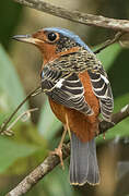 White-throated Rock Thrush