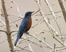 Chestnut-bellied Rock Thrush