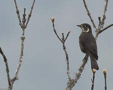 Chestnut-bellied Rock Thrush