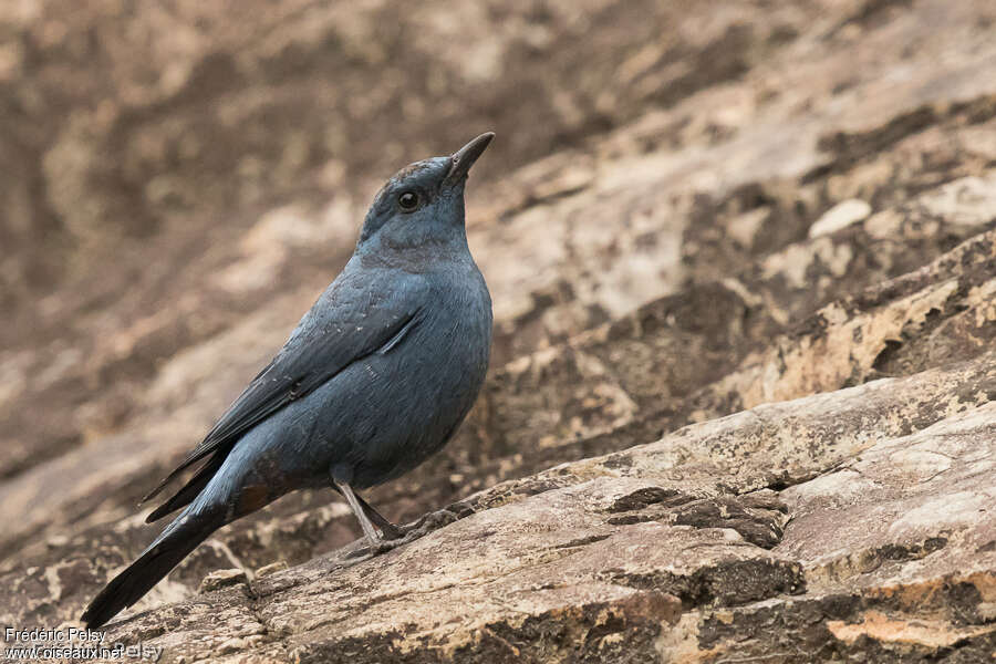 Blue Rock Thrush male Second year, pigmentation