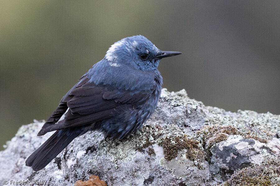 Blue Rock Thrush