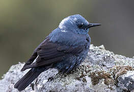 Blue Rock Thrush