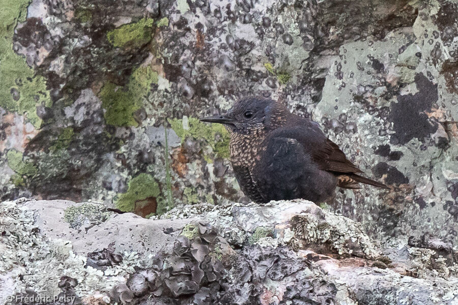 Blue Rock Thrush male immature