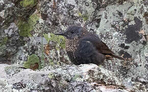 Blue Rock Thrush