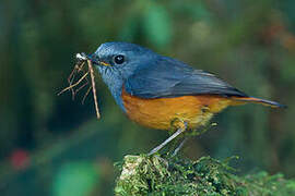 Forest Rock Thrush