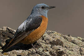 Common Rock Thrush