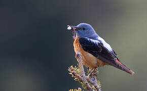 Common Rock Thrush