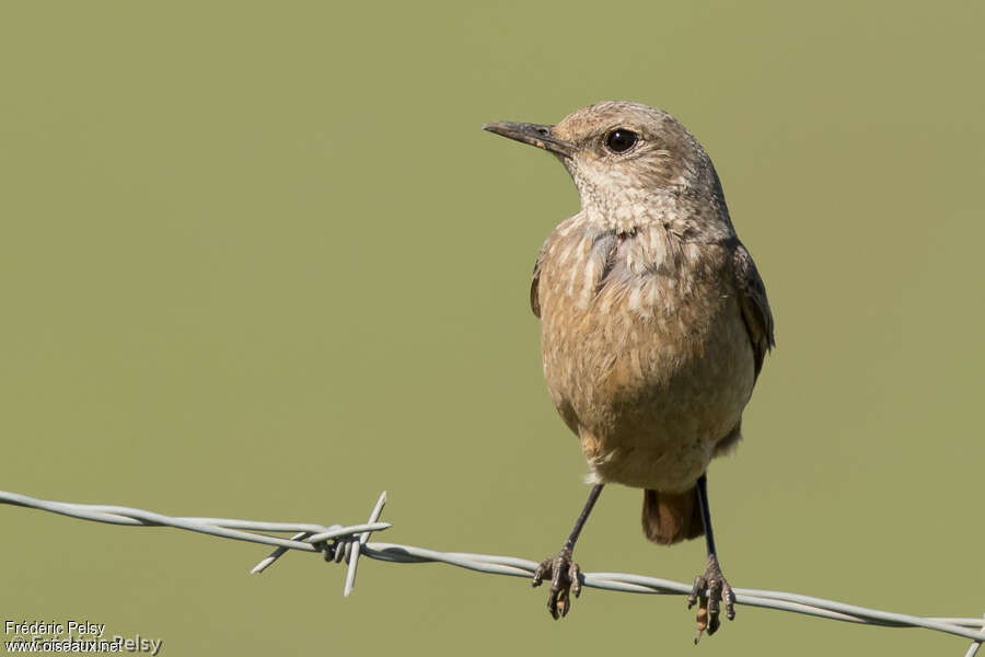 Sentinel Rock Thrush female adult, close-up portrait