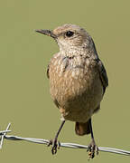 Sentinel Rock Thrush