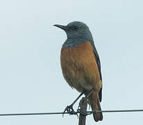 Sentinel Rock Thrush