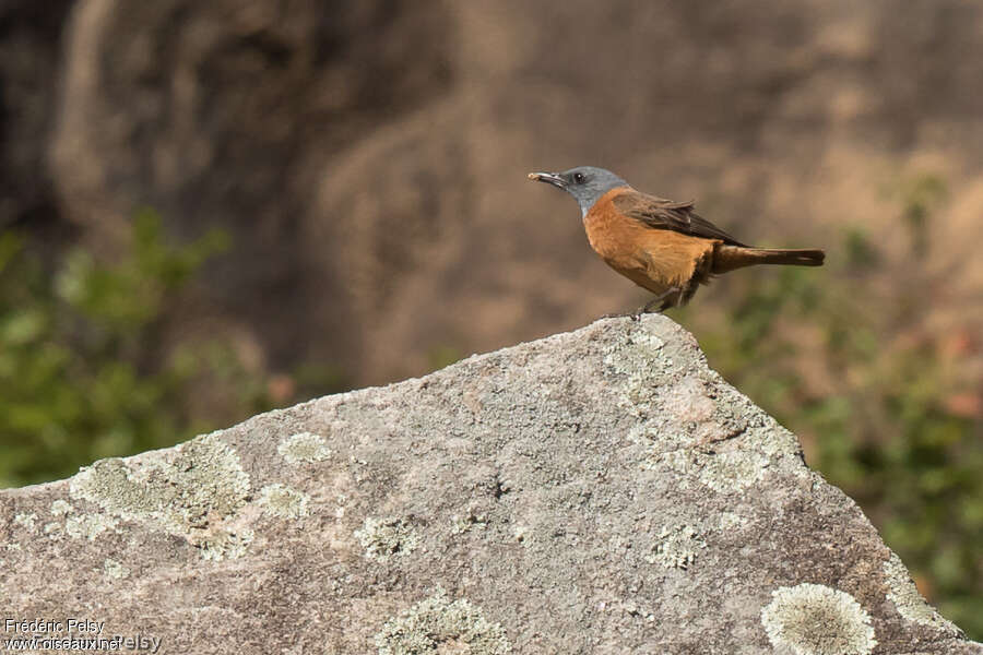 Cape Rock Thrush male adult, habitat, pigmentation