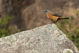 Cape Rock Thrush