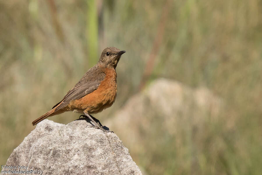 Cape Rock Thrush female adult breeding, identification