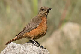 Cape Rock Thrush