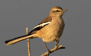 White-banded Mockingbird