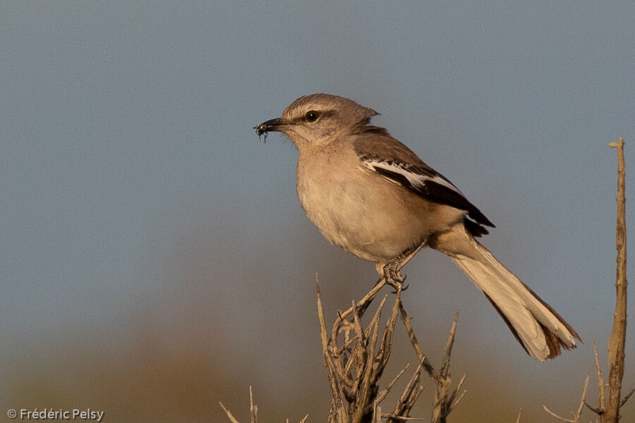 Moqueur à ailes blanches