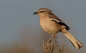 White-banded Mockingbird