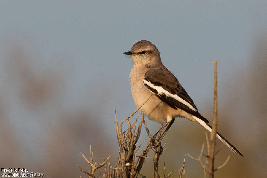 Moqueur à ailes blanchesadulte, identification