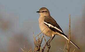 White-banded Mockingbird