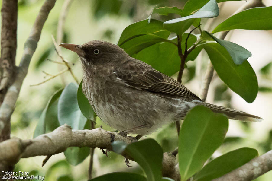 Pearly-eyed Thrasheradult, identification