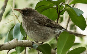 Pearly-eyed Thrasher